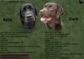 Štěňátka labradorského retrievera s PP