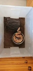 Daruji krajtu pestrou