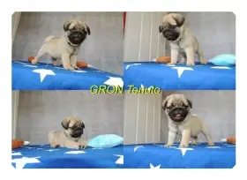 Mops