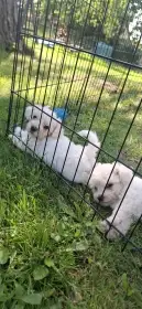 Bišonek Bichon frisé