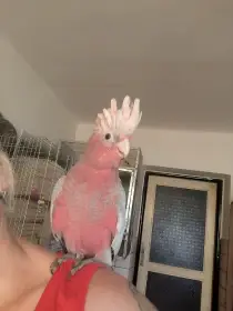 Kakadu růžový