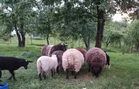 3 ovce a jehnička