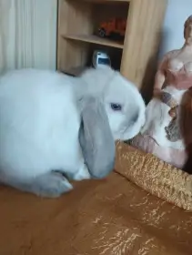Prodám mláďata zakrslých beránků