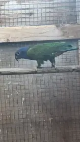 Amazónek modrohlavý