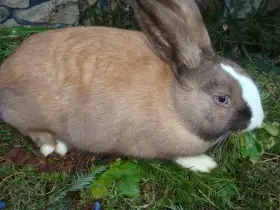 Prodám samce a samice do chovu.......