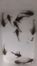4,5-5,5 cm