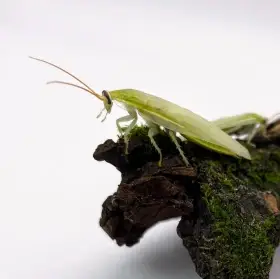 Panchlora nivea: zelená vyjimka mezi šváby