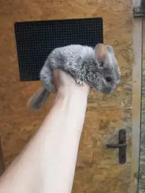 Male činčilky