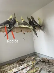 Mladé korely