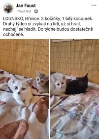 Koťátka