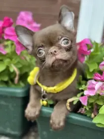 Lilac & chocolate boys chihuahua