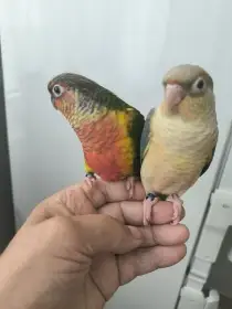 Pyrury