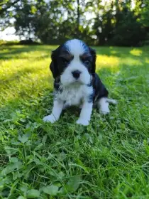 Pejsek typu Kavalír king Charles Španěl