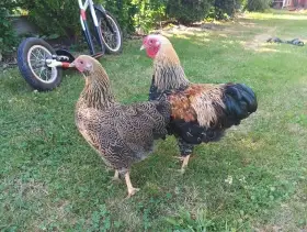 Prodám kmen zdrobnělých wyandotek