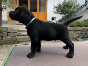 Štěňata labrador s PP odběr v půlce července poslední dva