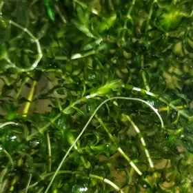 Elodea canadensis