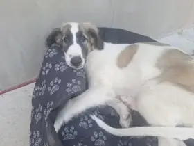 Amore Mio