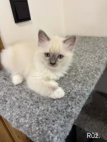 Ragdoll koťata