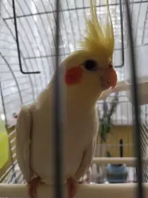 Korela , lutono sameček. 8 měsíční
