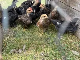 Mladí kohoutci Vlaška koroptví