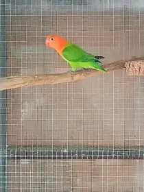 Agapornis fischeri