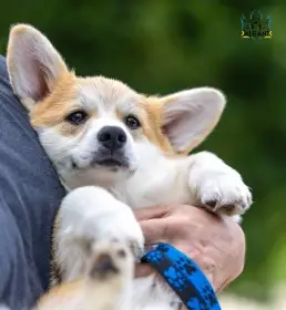 Krásné fenky plemene Welsh Corgi Pembroke s průkazem původu (PP)