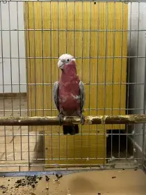 Kakadu růžový