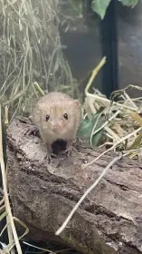 Myška drobná Micromys minutus