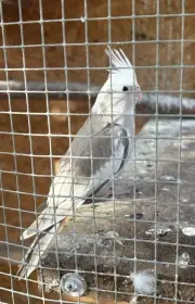 Korela chocholatá - prodám krásná zdravá silná mláďata