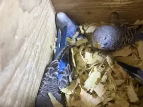 Prodám krásná silná mláďata andulky modré barvy
