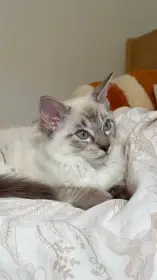 Ragdoll kocourek bez PP