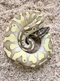 Krajta královská Enchi Lesser Spotnose het Clown