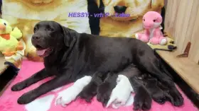 Labradorský retriever