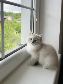 Darwin StElli