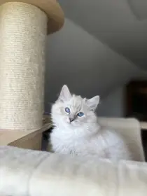 Darwin