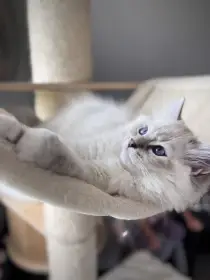 Darwin StElli - Ragdoll