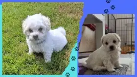 Prodám štěně Boloňského psíka