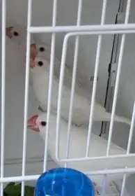 Rýžovnik šedý bílá mutace.