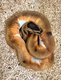 Krajta kralovska Enchi Pied
