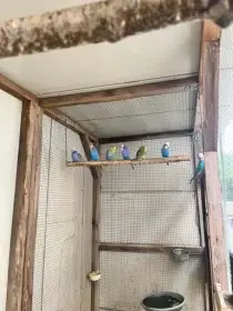 Prodám andulky vlnkované do chovu různé barvy