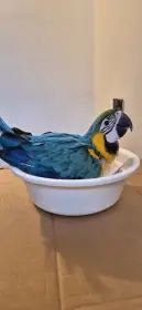 Ara Ararauna