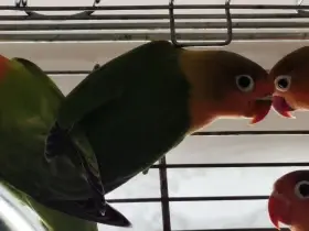 Agapornis fišery
