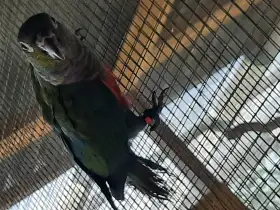 Půlroční odchov 2,0 pyrura červenobřichý - perlata