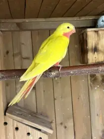 Princezk