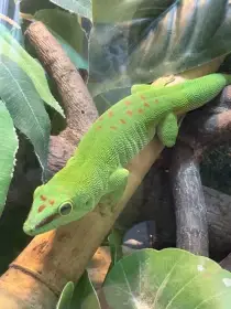 Felsuma madagaskarská - samička