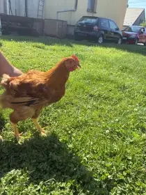 Hempšírka