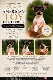 Americký Toy Foxteriér - fenečka