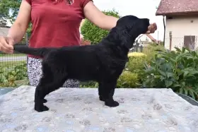 Flat coated retriever úžasný kluk s PP