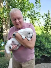 Poslední 3 štěňátka zlatého retrívra hledají svou milující rodinu