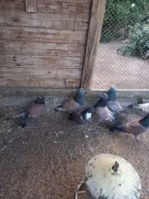 Košoa - letošní výletky